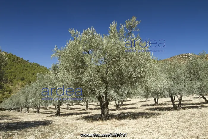 : Olive trees (Olea europaea) near Nyons, Dr&, x12d96c; : Olive trees (Olea europaea) near Nyons, Dr&, x12d96c;