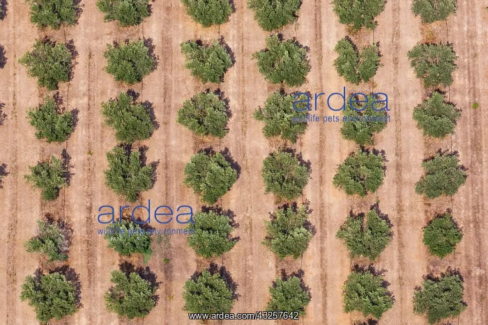 : Olive trees olive grove landscape aerial view in : Olive trees olive grove landscape aerial view in