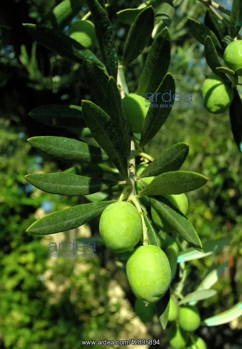 : Olive verdale - in a garden : Olive verdale - in a garden