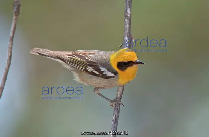 : Olive Warbler : Olive Warbler