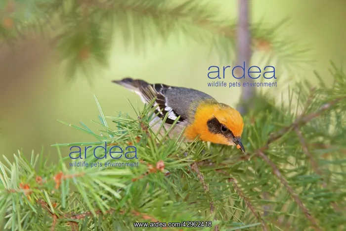 : Olive Warbler : Olive Warbler
