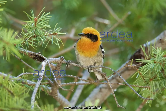 : Olive Warbler - in the Chiricahua Mountains in : Olive Warbler - in the Chiricahua Mountains in