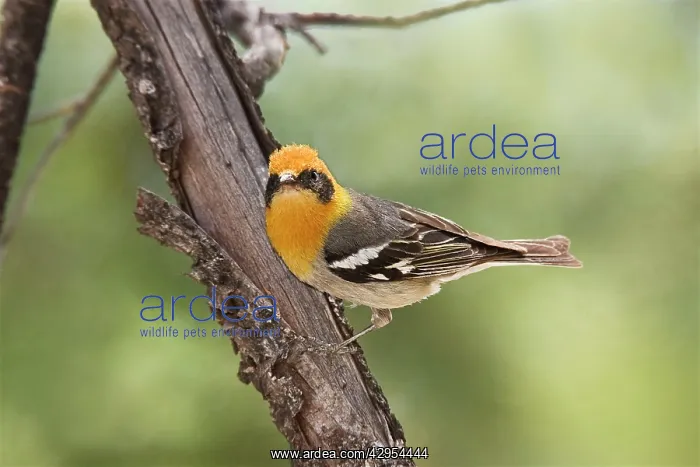 : Olive Warbler - in the Chiricahua Mountains : Olive Warbler - in the Chiricahua Mountains