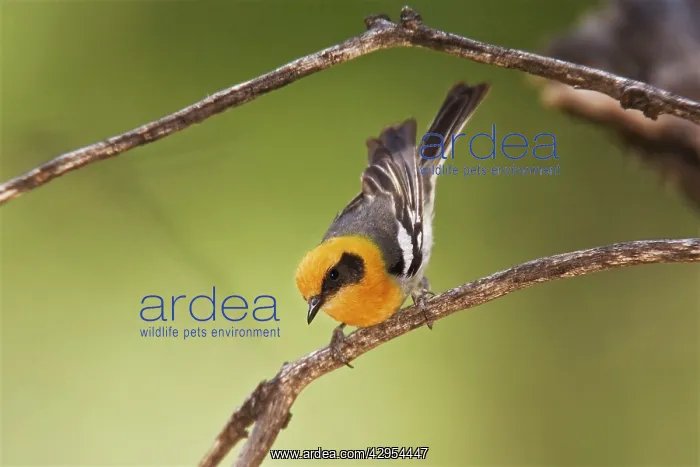 : Olive Warbler - in the Chiricahua Mountains : Olive Warbler - in the Chiricahua Mountains