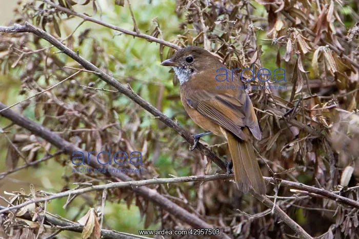 : Olive Whistler : Olive Whistler