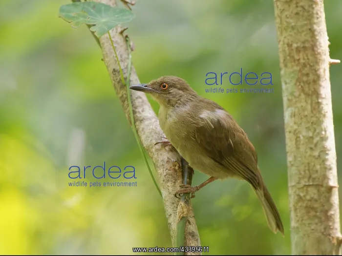: Olive Winged Bulbul Pycnonotus plumosus Sabah, M : Olive Winged Bulbul Pycnonotus plumosus Sabah, M