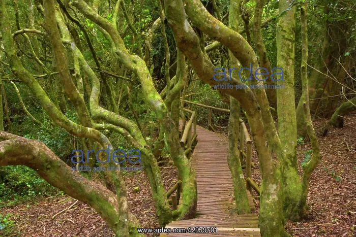 : Olivello Forest - a planked wooden path leads through : Olivello Forest - a planked wooden path leads through