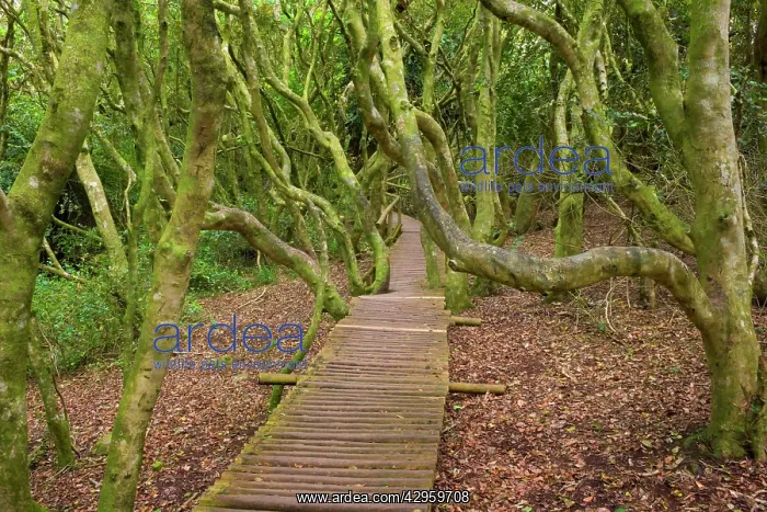 : Olivello Forest - a planked wooden path leads through : Olivello Forest - a planked wooden path leads through
