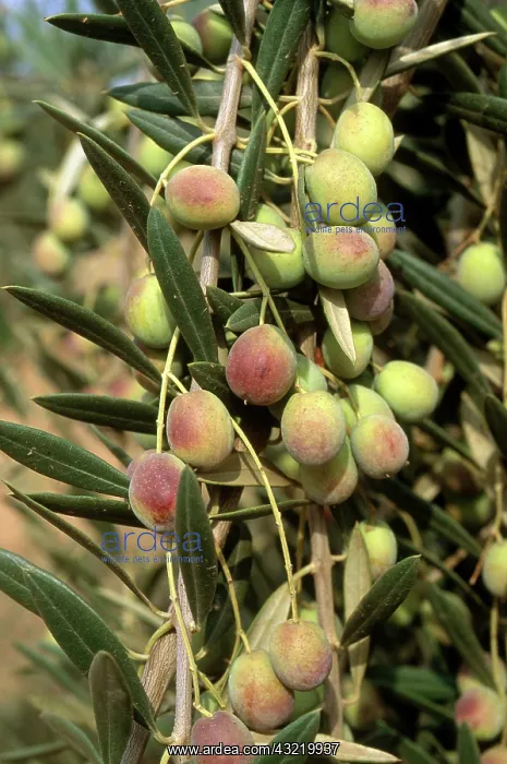 : Olives. Maturing olives on tree in central California in October : Olives. Maturing olives on tree in central California in October