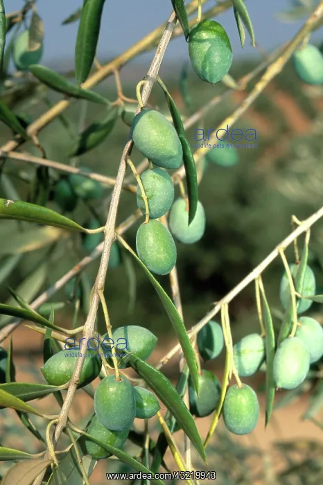 : Olives ripening on the tree in Andalusia, Spain : Olives ripening on the tree in Andalusia, Spain