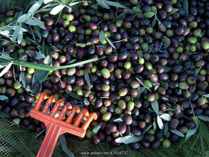 : Olives for Olive Oil : Olives for Olive Oil
