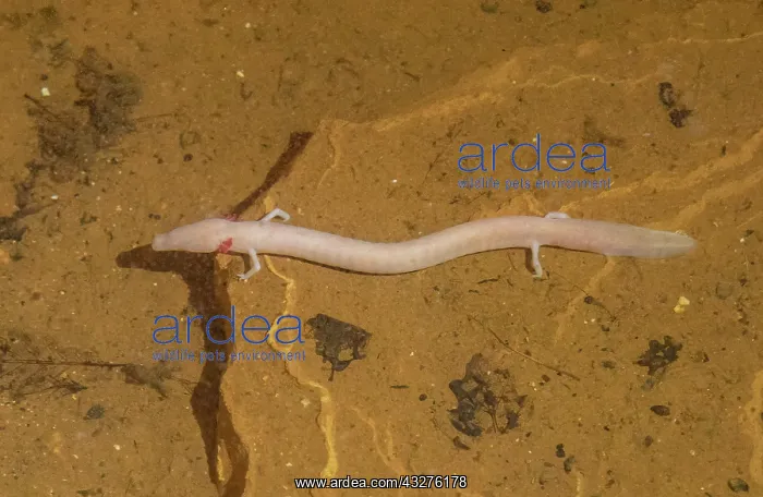 : Olm, Proteus anguinis, in Baredine cave, Jama - : Olm, Proteus anguinis, in Baredine cave, Jama -