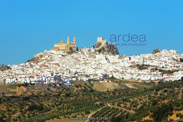 : Olvera - traditional white township : Olvera - traditional white township