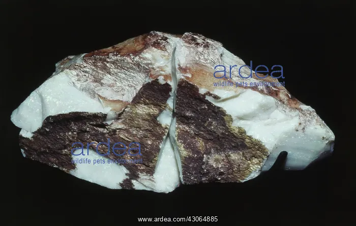 : Olympic Australis Opal : Olympic Australis Opal