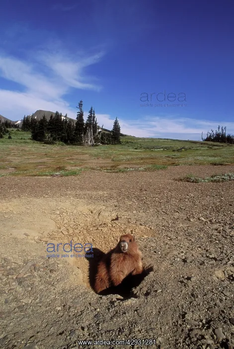: Olympic Marmot : Olympic Marmot