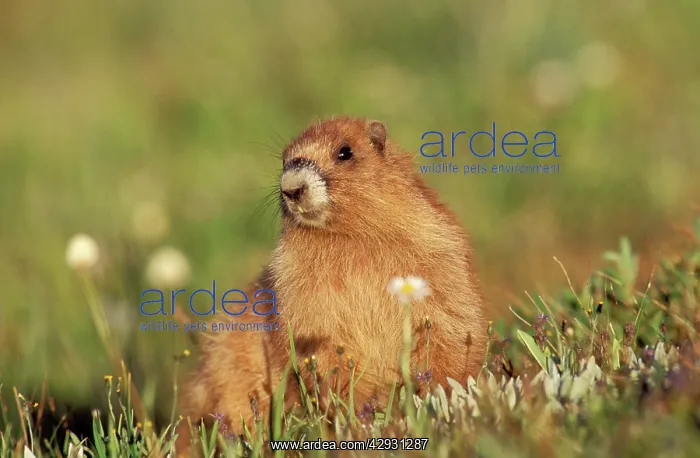 : Olympic Marmot : Olympic Marmot
