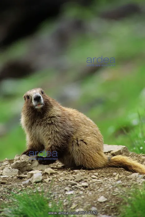  : Olympic Marmot
