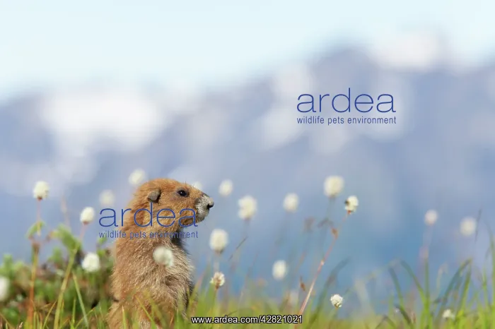 : Olympic Marmot - On breeding grounds with Olympic : Olympic Marmot - On breeding grounds with Olympic