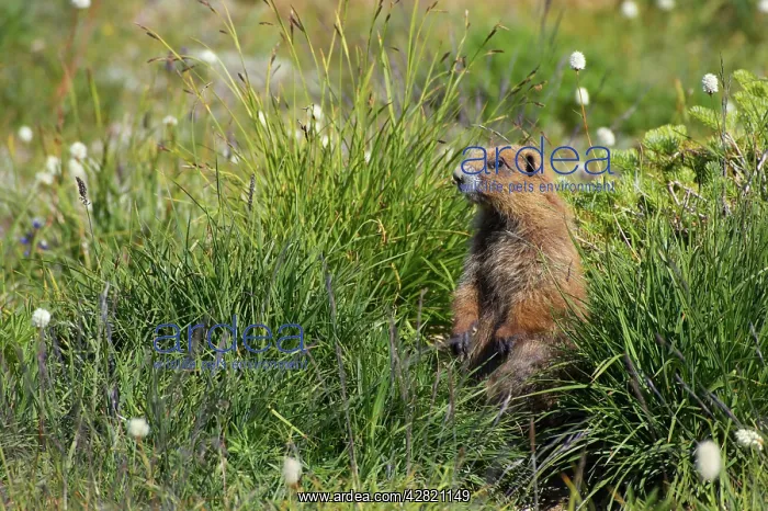 : Olympic Marmot - On breeding grounds in subalpine meado : Olympic Marmot - On breeding grounds in subalpine meado