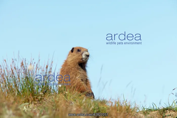 : Olympic Marmot on breeding grounds in subalpine meadow : Olympic Marmot on breeding grounds in subalpine meadow