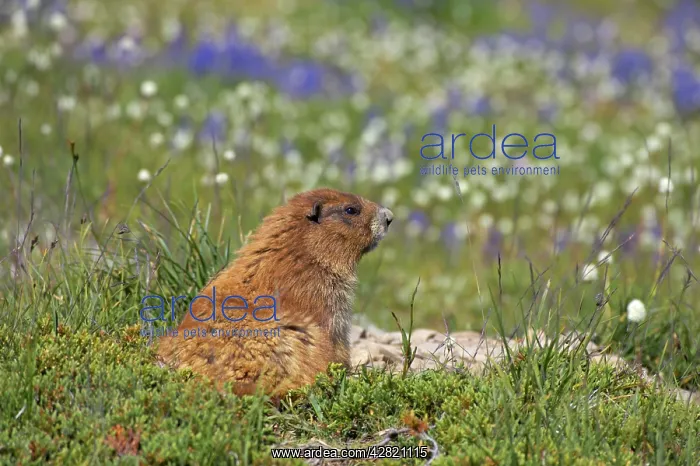 : Olympic Marmot - On breeding grounds in subalpine meadow : Olympic Marmot - On breeding grounds in subalpine meadow