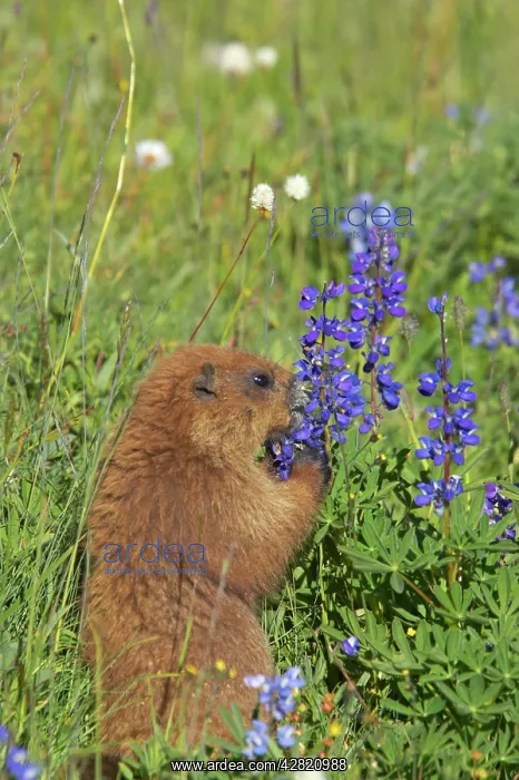 : Olympic Marmot - Feeding on flowers in subalpine meadow : Olympic Marmot - Feeding on flowers in subalpine meadow