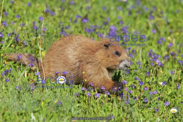 : Olympic Marmot - Feeding on flowers in subalpine meadow : Olympic Marmot - Feeding on flowers in subalpine meadow