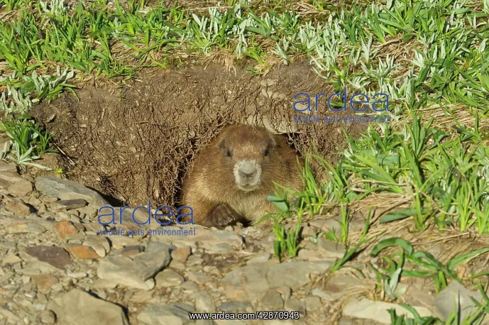 : Olympic Marmot - looking out of burrow : Olympic Marmot - looking out of burrow