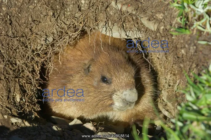 : Olympic Marmot - looking out of den in alpine area : Olympic Marmot - looking out of den in alpine area