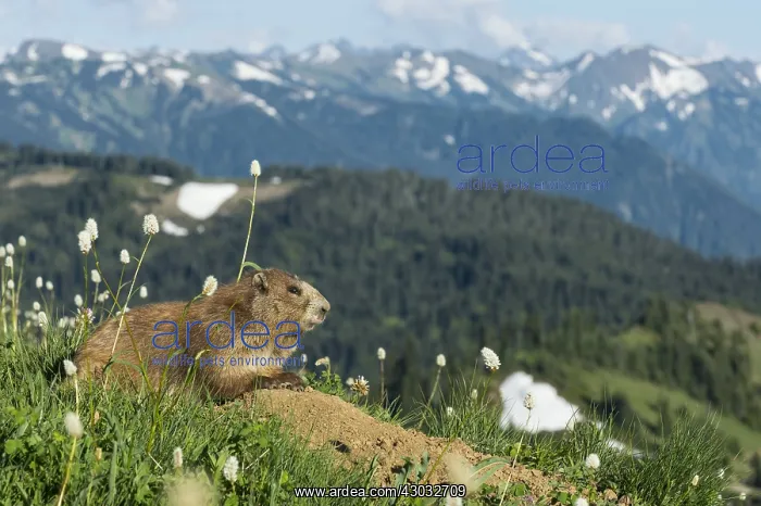 : Olympic Marmot (Marmota olympus) sitting on den : Olympic Marmot (Marmota olympus) sitting on den