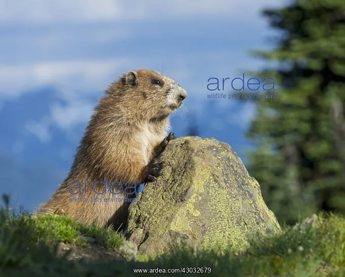 : Olympic Marmot (Marmota olympus) in subalpine meadow : Olympic Marmot (Marmota olympus) in subalpine meadow