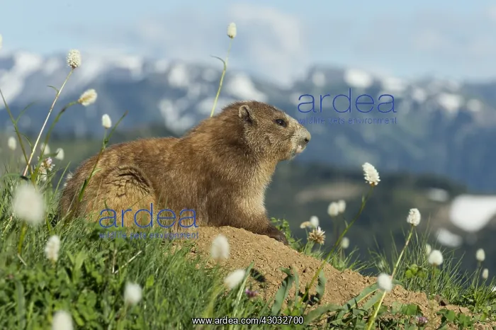 : Olympic Marmot (Marmota olympus) surrounded by bistort : Olympic Marmot (Marmota olympus) surrounded by bistort