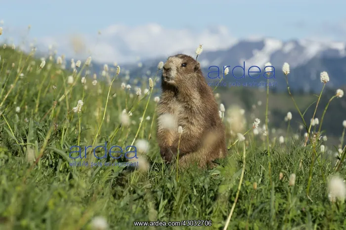 : Olympic Marmot (Marmota olympus) surrounded by bistort : Olympic Marmot (Marmota olympus) surrounded by bistort