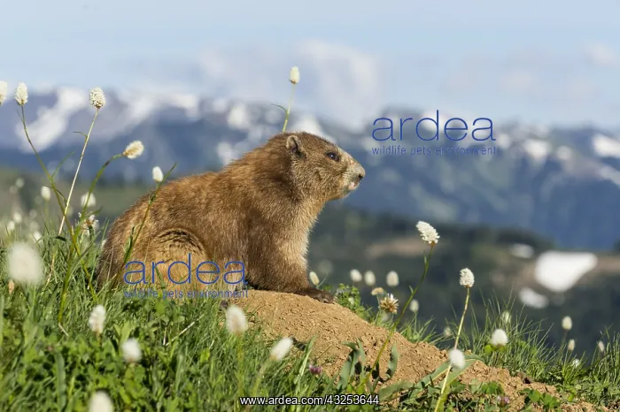 : Olympic Marmot (Marmota olympus) surrounded by bistort : Olympic Marmot (Marmota olympus) surrounded by bistort