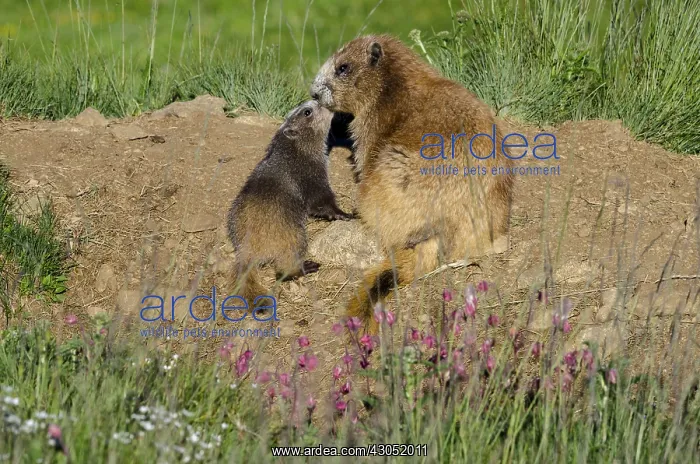 : Olympic Marmots (Marmota olympus)--mother with young : Olympic Marmots (Marmota olympus)--mother with young