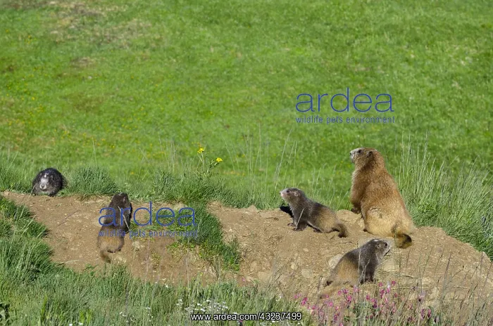 : Olympic Marmots (Marmota olympus)--mother with young : Olympic Marmots (Marmota olympus)--mother with young