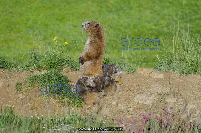 : Olympic Marmots (Marmota olympus)--mother and young : Olympic Marmots (Marmota olympus)--mother and young
