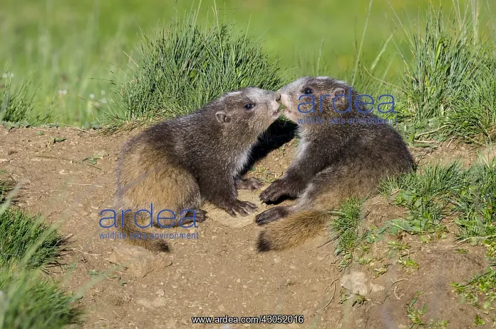 : Olympic Marmots (Marmota olympus)--young pups greeting : Olympic Marmots (Marmota olympus)--young pups greeting