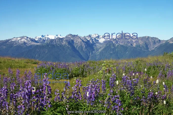 : Olympic Mountains with Lupins in foreground : Olympic Mountains with Lupins in foreground