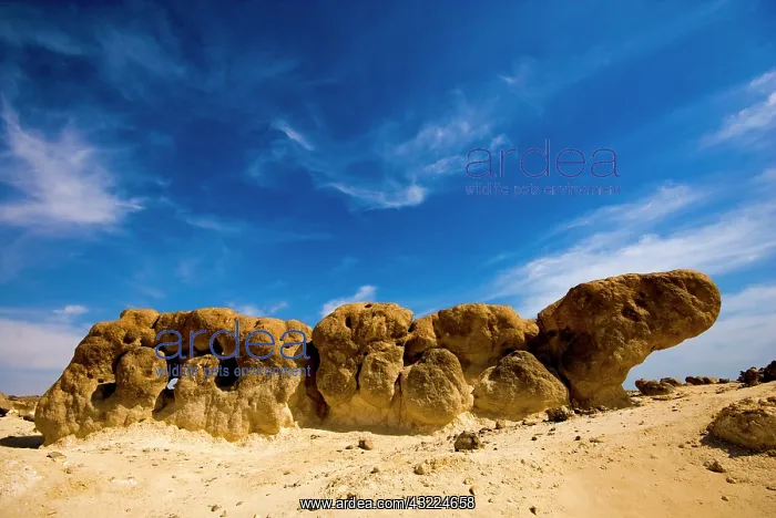 : Oman, Al Duqum, garden rock : Oman, Al Duqum, garden rock