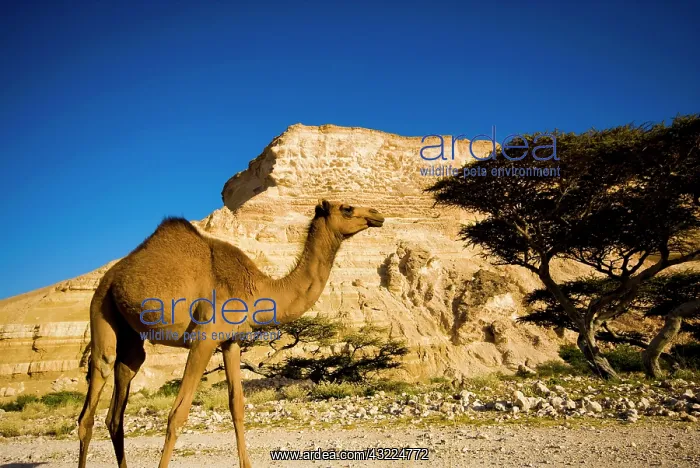 : Oman, Al-Shuwaymiyah, dromedary in the Wadi : Oman, Al-Shuwaymiyah, dromedary in the Wadi