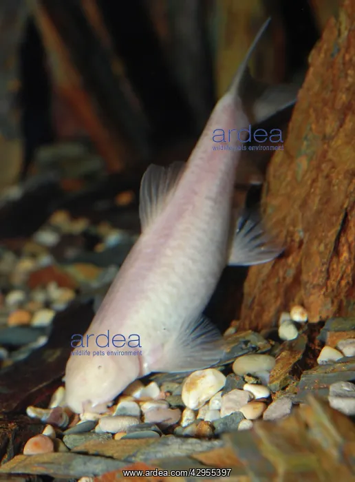 : Oman Blind Cave Fish : Oman Blind Cave Fish