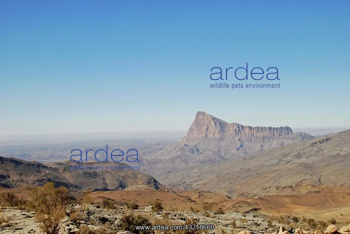 : Oman, Jebel Shams, Oman's highest mountain : Oman, Jebel Shams, Oman's highest mountain