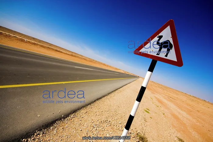 : Oman, Marmul, road sign of camel crossing : Oman, Marmul, road sign of camel crossing