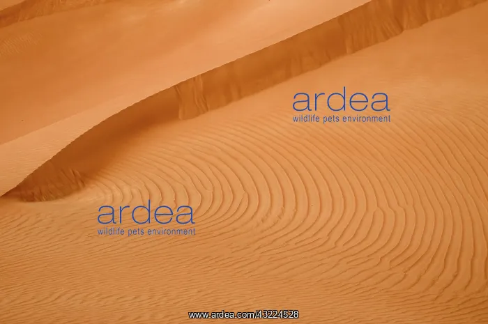: Oman, Rub Al Khali desert : Oman, Rub Al Khali desert