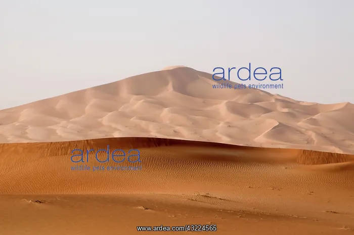: Oman, Rub Al Khali desert : Oman, Rub Al Khali desert