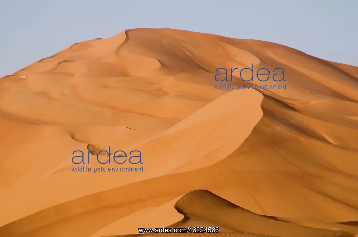 : Oman, Rub Al Khali desert : Oman, Rub Al Khali desert
