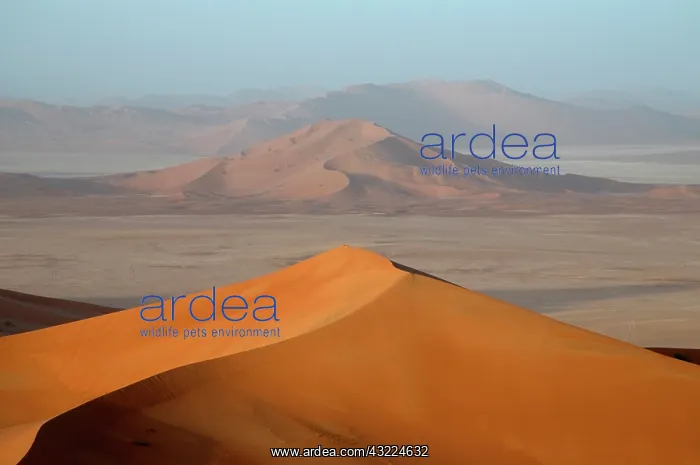 : Oman, Rub Al Khali desert : Oman, Rub Al Khali desert