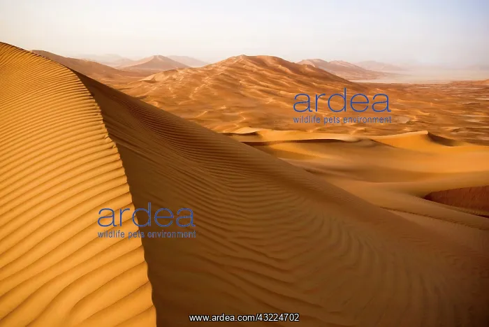 : Oman, Rub Al Khali desert : Oman, Rub Al Khali desert