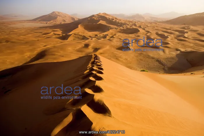 : Oman, Rub Al Khali desert : Oman, Rub Al Khali desert